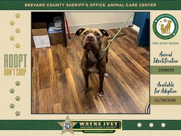 Lady, Adoptable, Adult Female Mixed Breed.