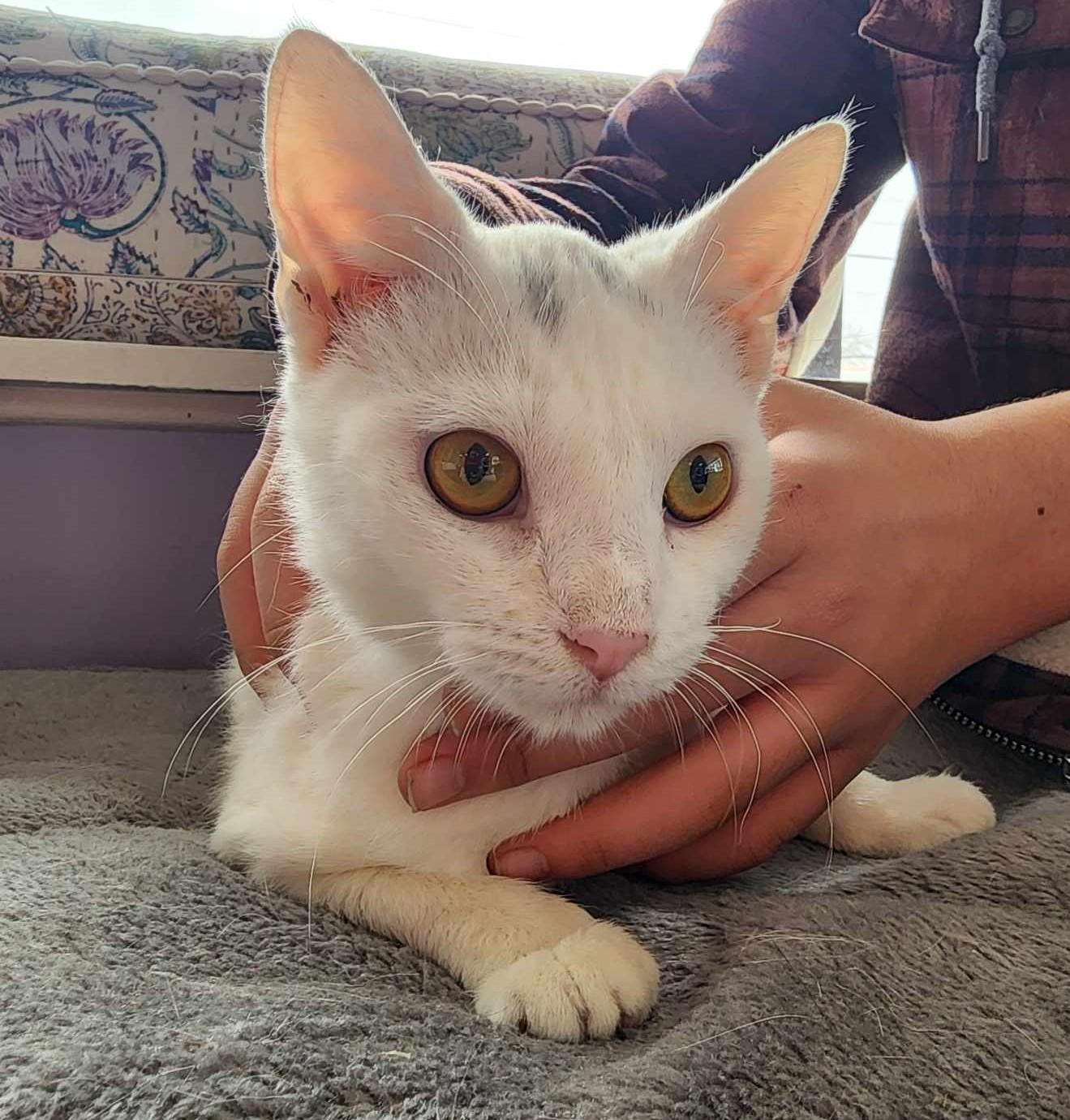 Moon (Paws Awhile Cat Cafe - Perry), an adoptable Domestic Short Hair in Warner Robins, GA, 31093 | Photo Image 3