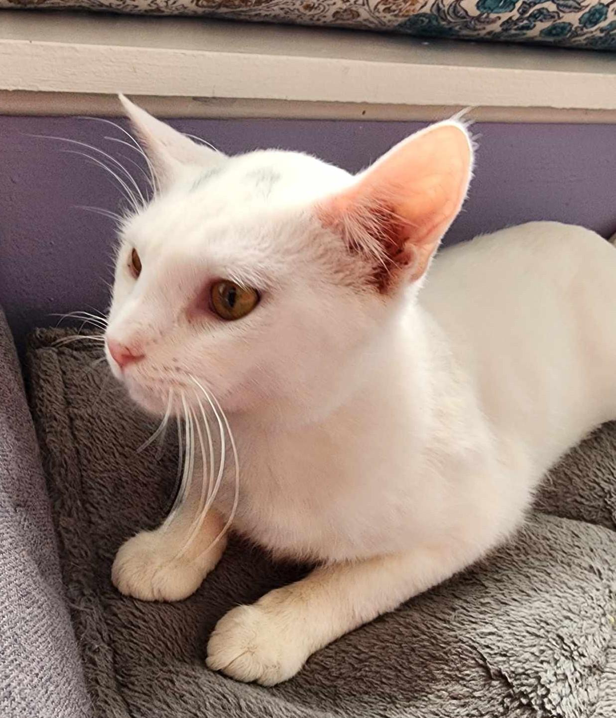Moon (Paws Awhile Cat Cafe - Perry), an adoptable Domestic Short Hair in Warner Robins, GA, 31093 | Photo Image 4