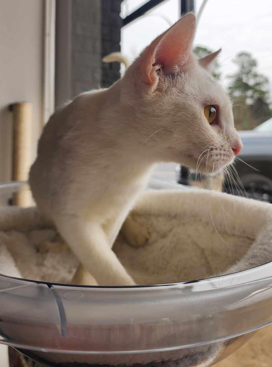 Moon (Paws Awhile Cat Cafe - Perry), an adoptable Domestic Short Hair in Warner Robins, GA, 31093 | Photo Image 5