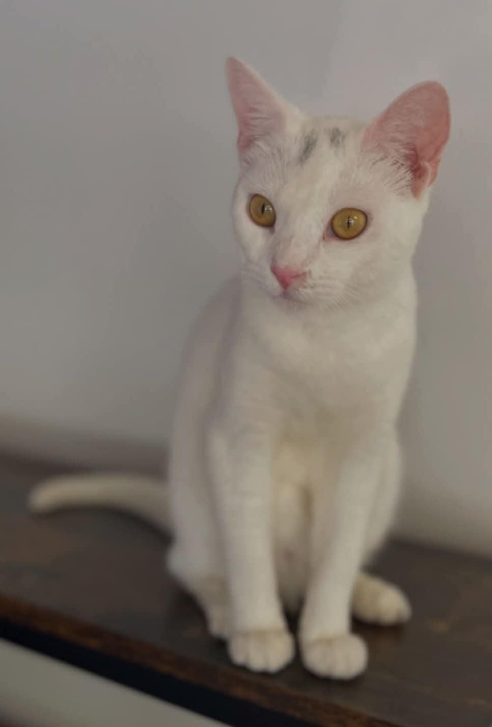 Moon (Paws Awhile Cat Cafe - Perry), an adoptable Domestic Short Hair in Warner Robins, GA, 31093 | Photo Image 1