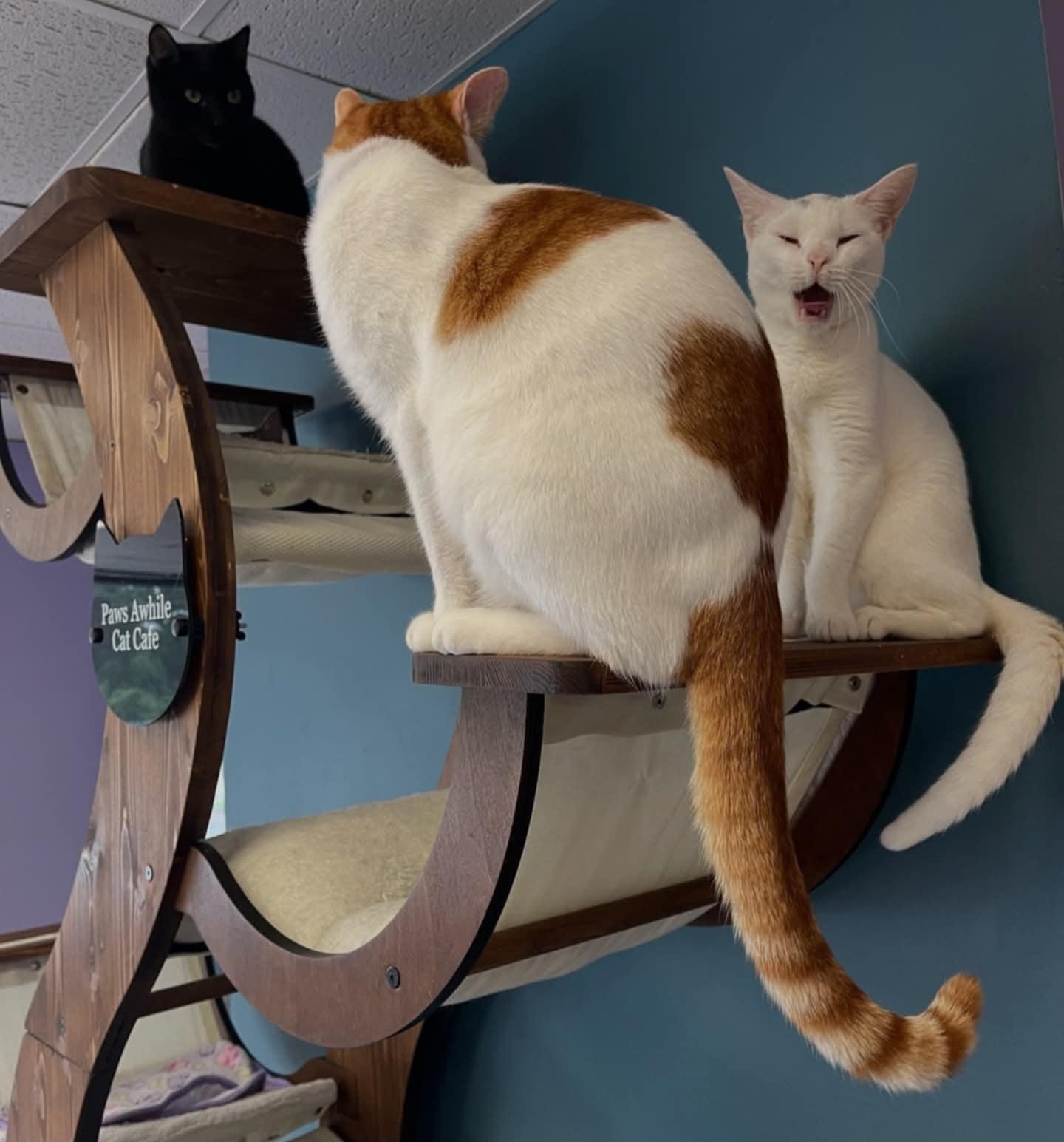Moon (Paws Awhile Cat Cafe - Perry), an adoptable Domestic Short Hair in Warner Robins, GA, 31093 | Photo Image 6