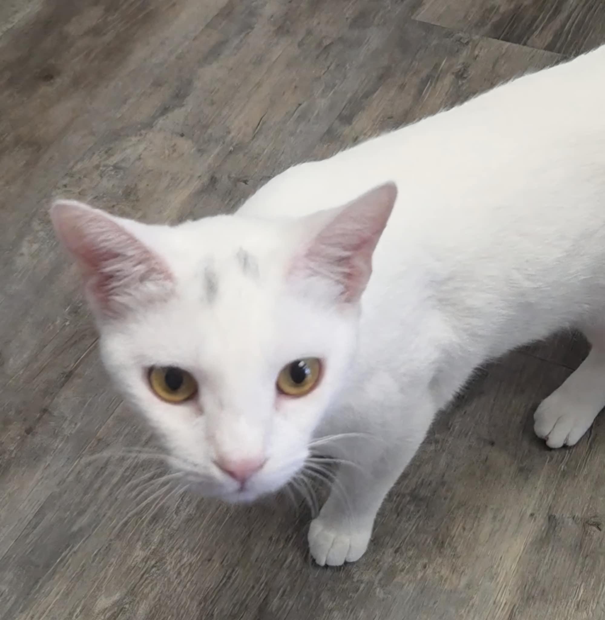 Moon (Paws Awhile Cat Cafe - Perry), an adoptable Domestic Short Hair in Warner Robins, GA, 31093 | Photo Image 2