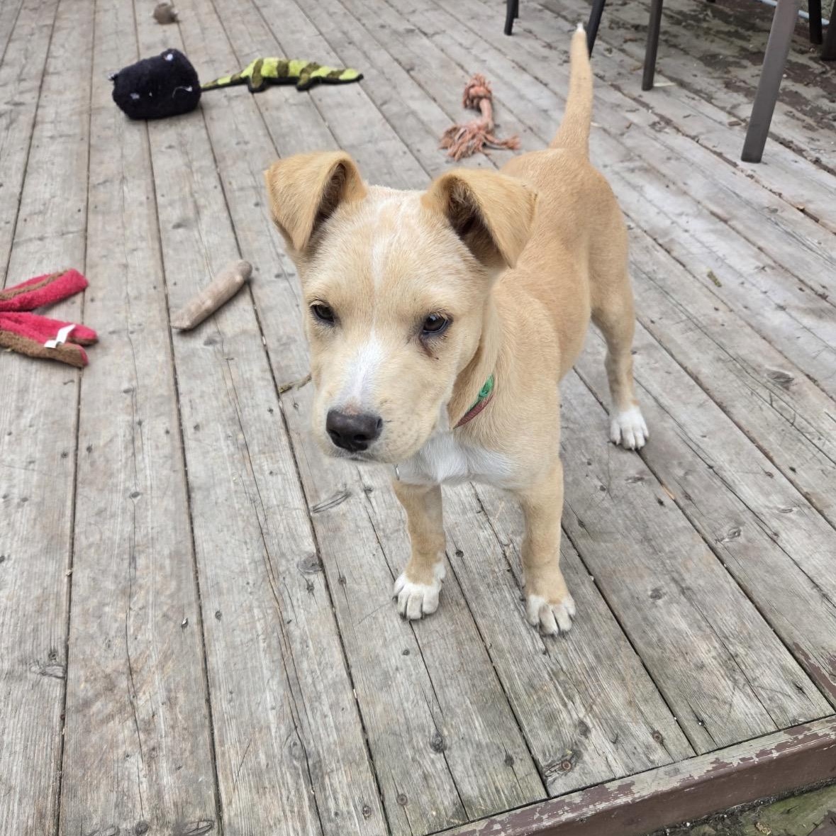 Enlarge Autumn, a Adopted mixed breed in Winnipeg, MB image 3/4