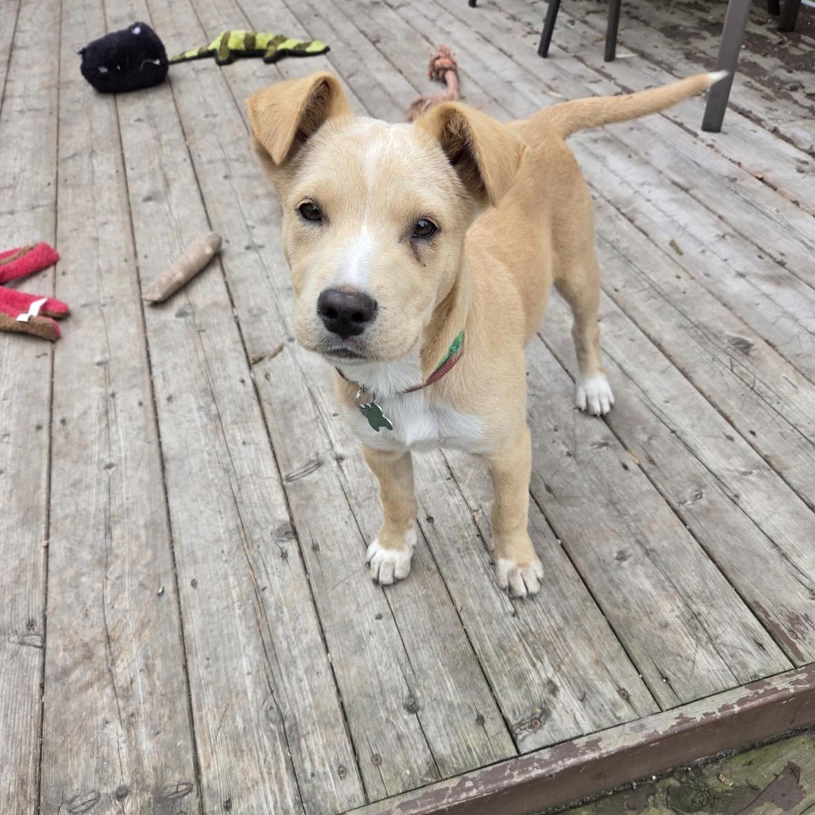 Enlarge Autumn, a Adopted mixed breed in Winnipeg, MB image 4/4