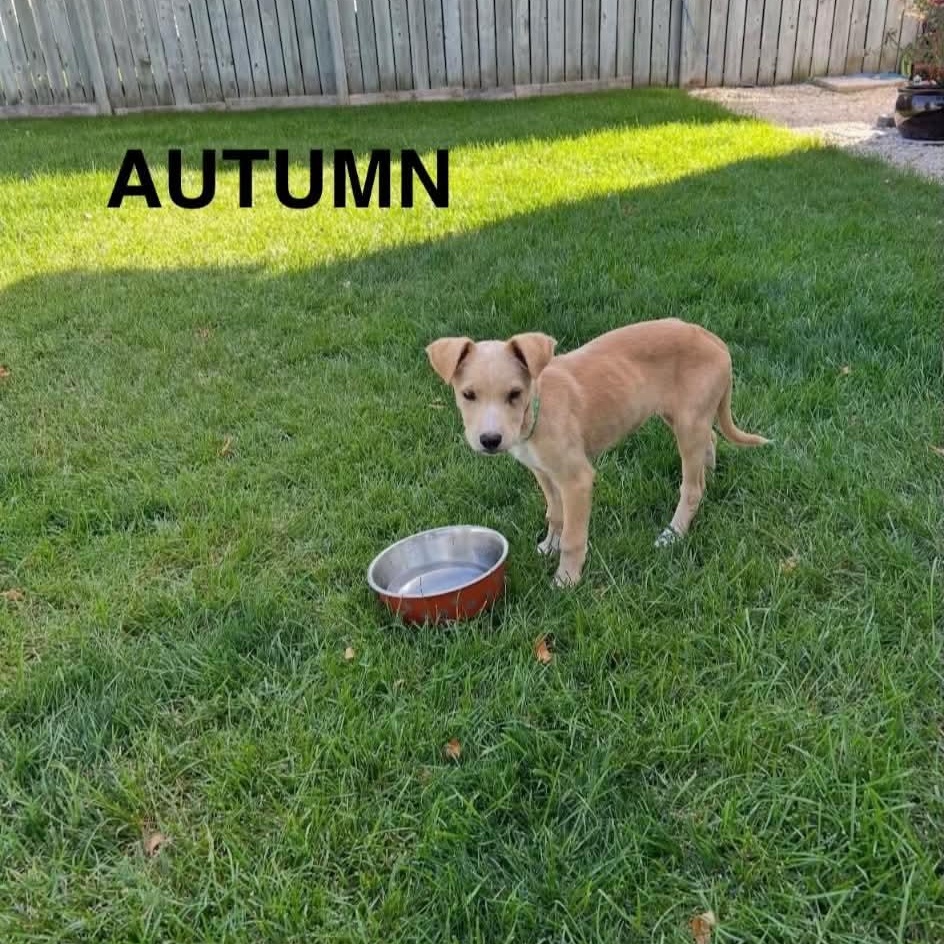 Autumn, Adopted, Puppy Female Labrador Retriever.