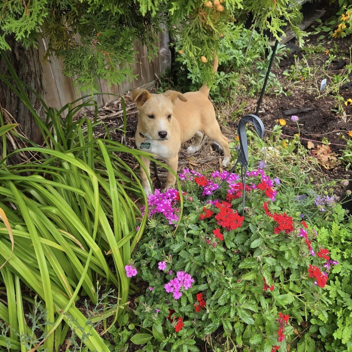 Enlarge Autumn, a Adopted mixed breed in Winnipeg, MB image 2/4
