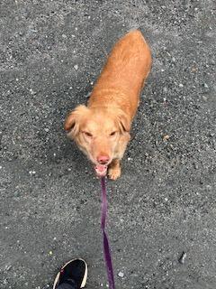 Enlarge Sissy, a Adoptable mixed breed in Rutherfordton, NC image 1/2