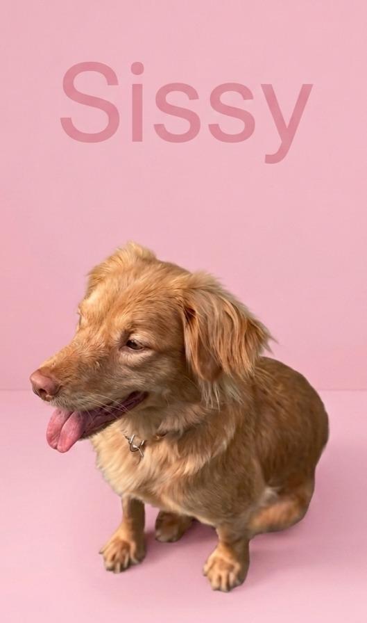 Enlarge Sissy, a Adoptable mixed breed in Rutherfordton, NC image 2/2