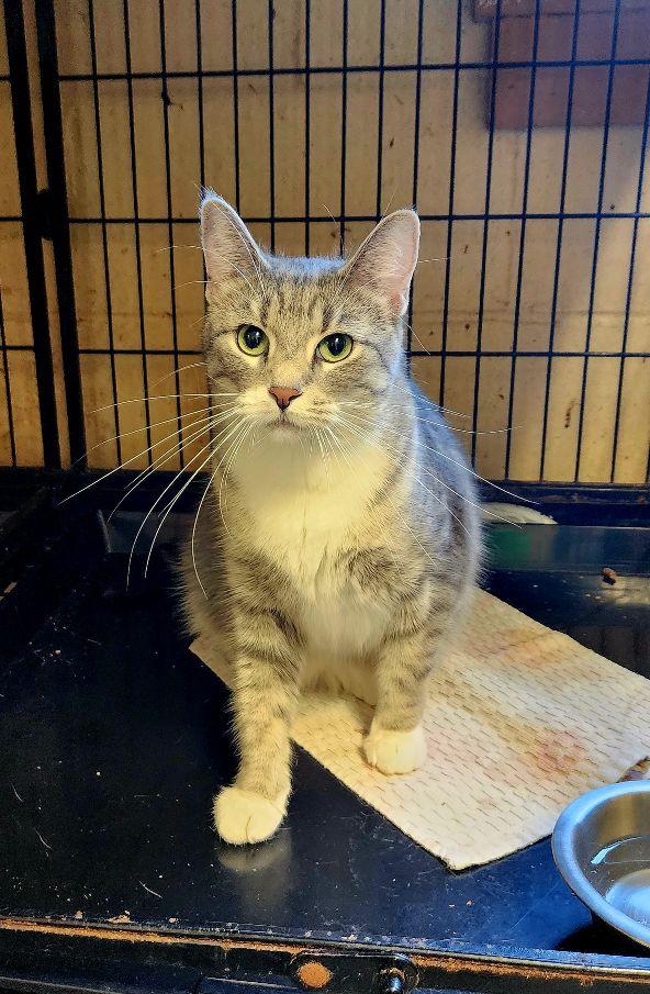 Lena, ADOPTABLE, Young Female Tabby.