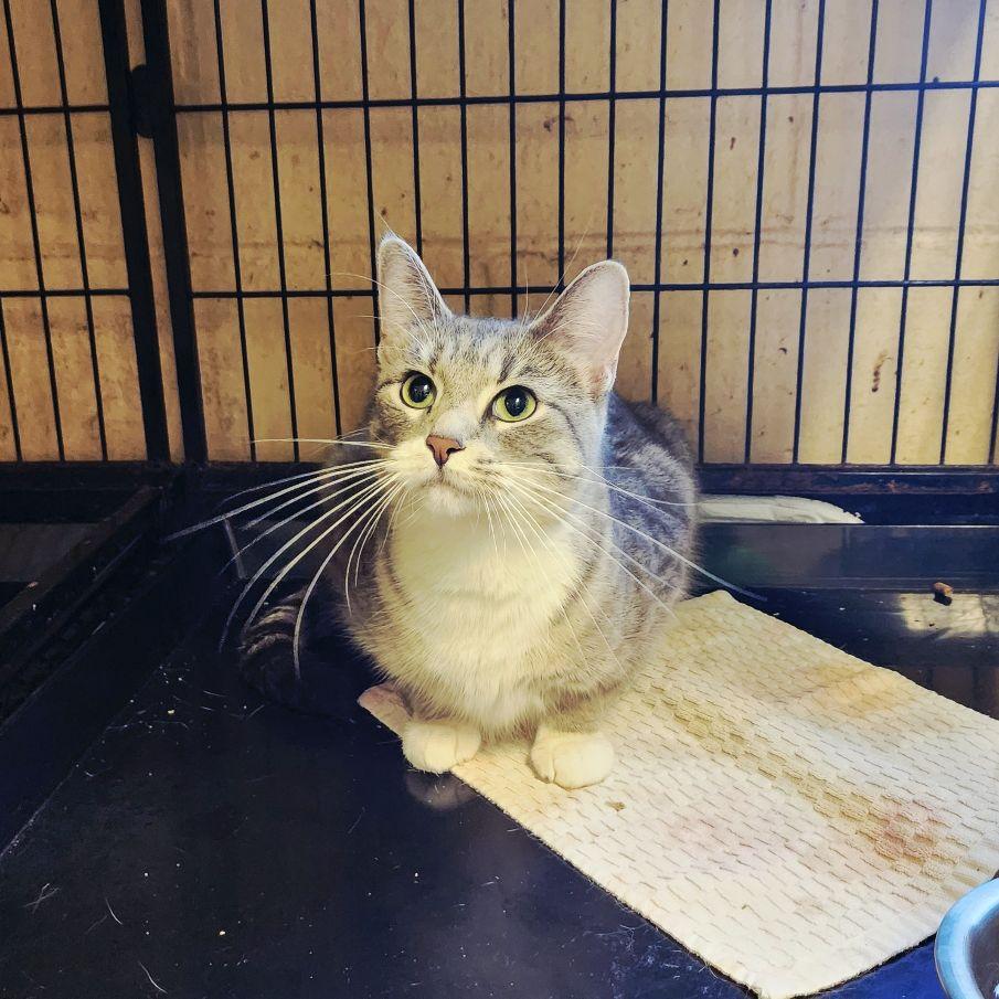 Enlarge Lena, a ADOPTABLE Tabby in Perth Amboy, NJ image 2/3
