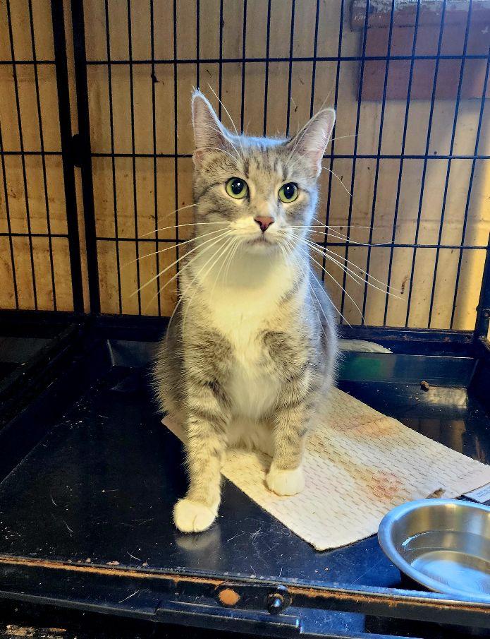 Enlarge Lena, a ADOPTABLE Tabby in Perth Amboy, NJ image 3/3
