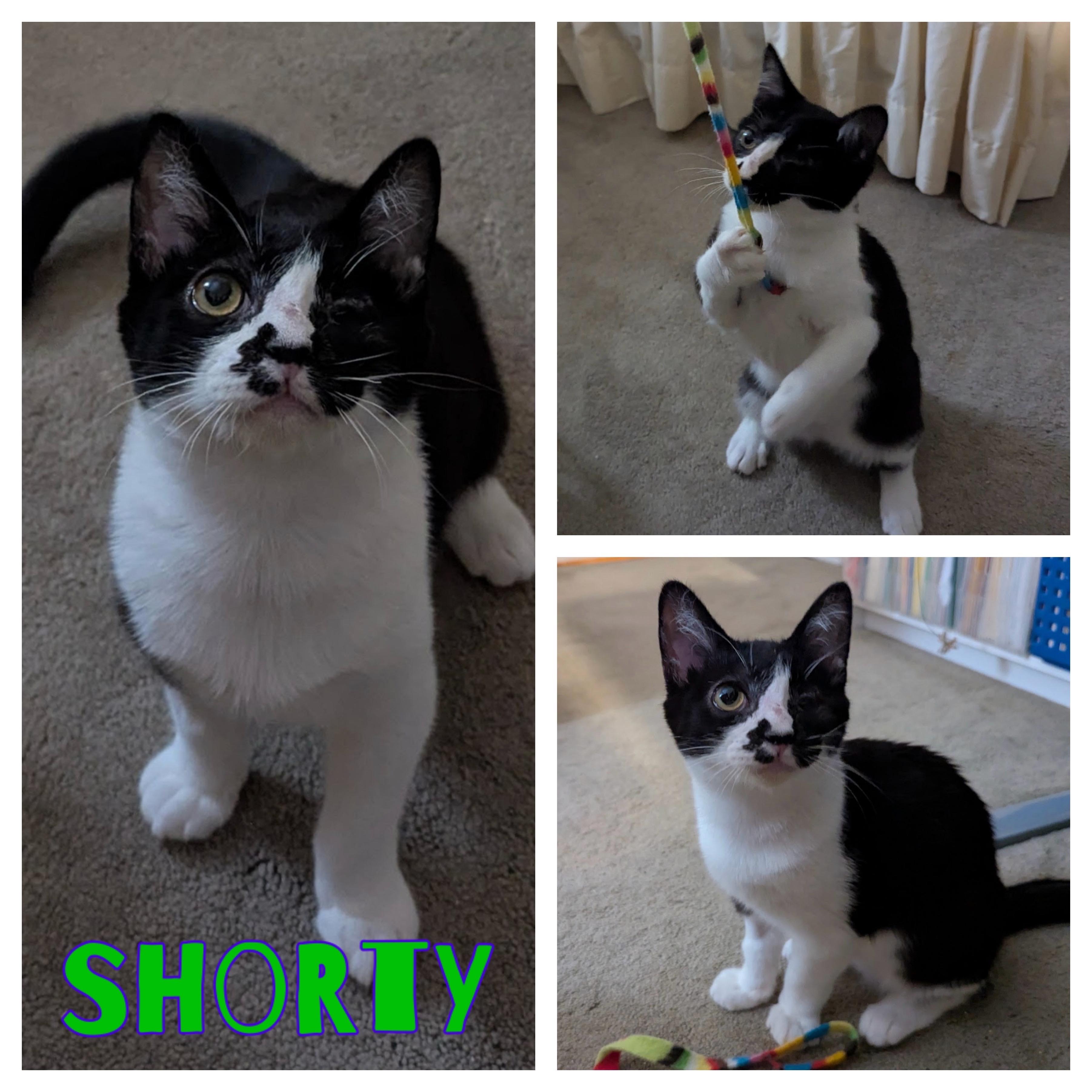 Shorty, adopted, Kitten Male Domestic Short Hair.