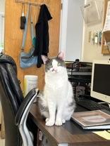 Bubbly, ADOPTABLE, Young Female Domestic Short Hair.