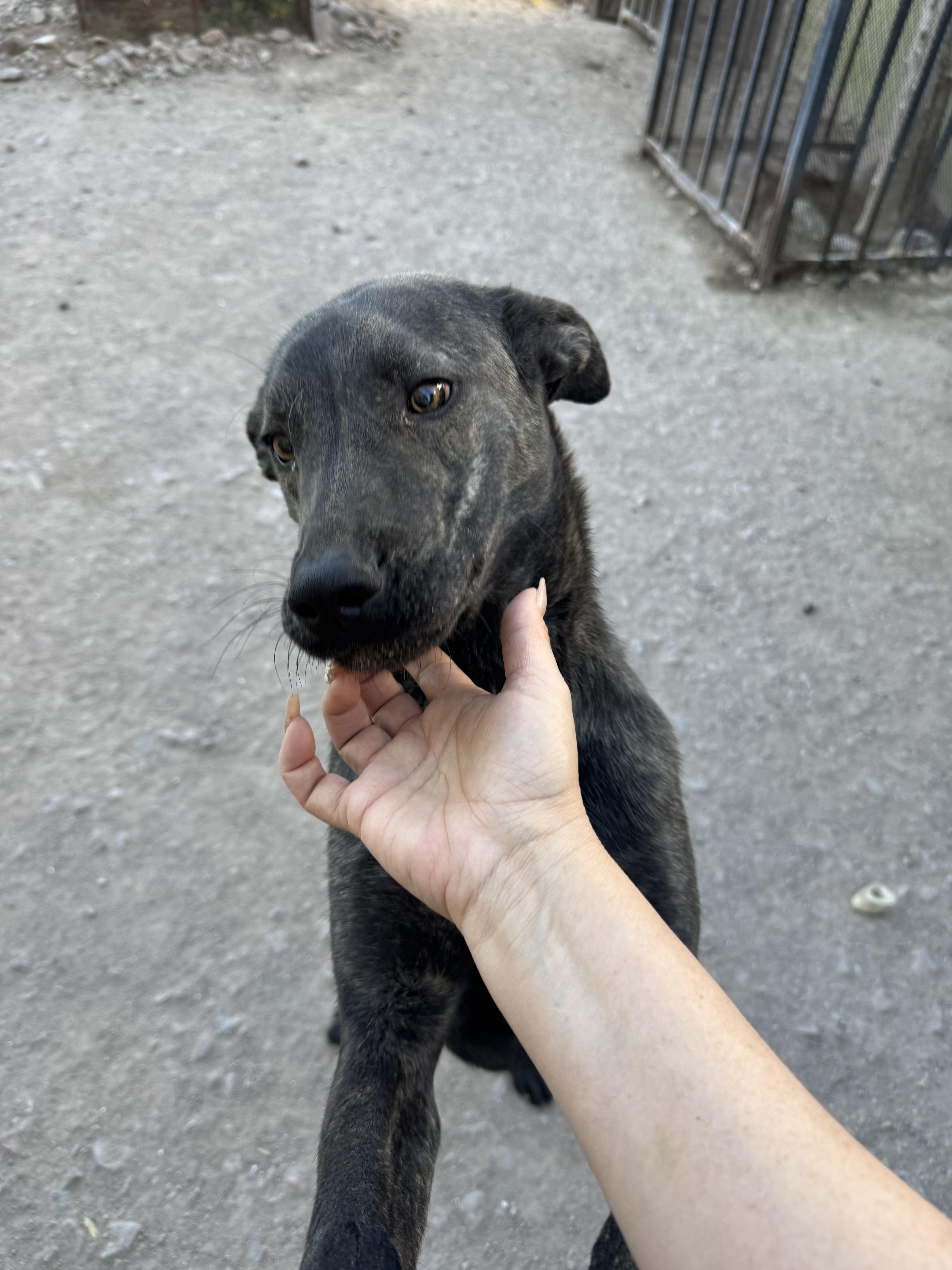 BETO, a Adoptable Plott Hound in Nogales, SON image 1/6