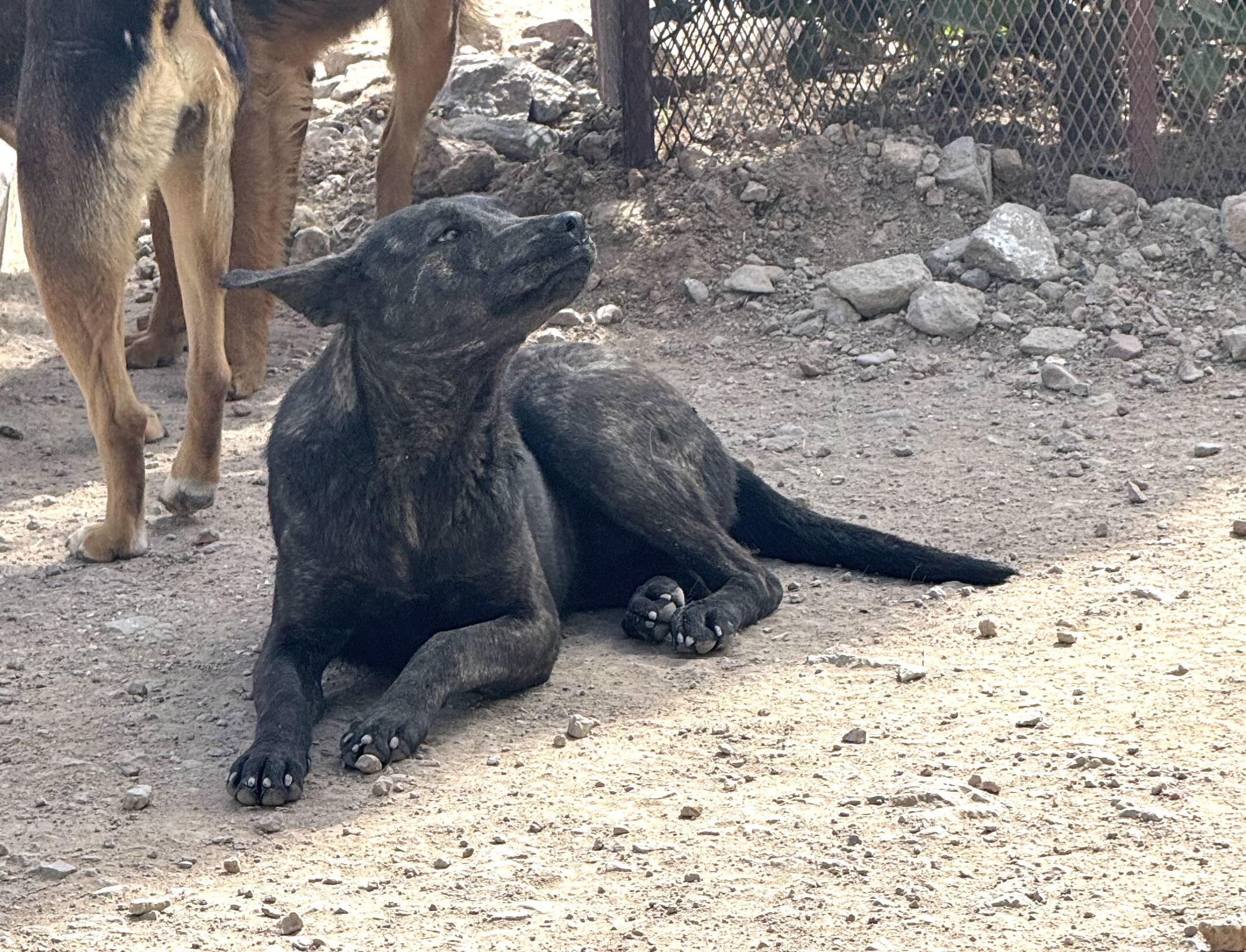 BETO, a Adoptable Plott Hound in Nogales, SON image 2/6