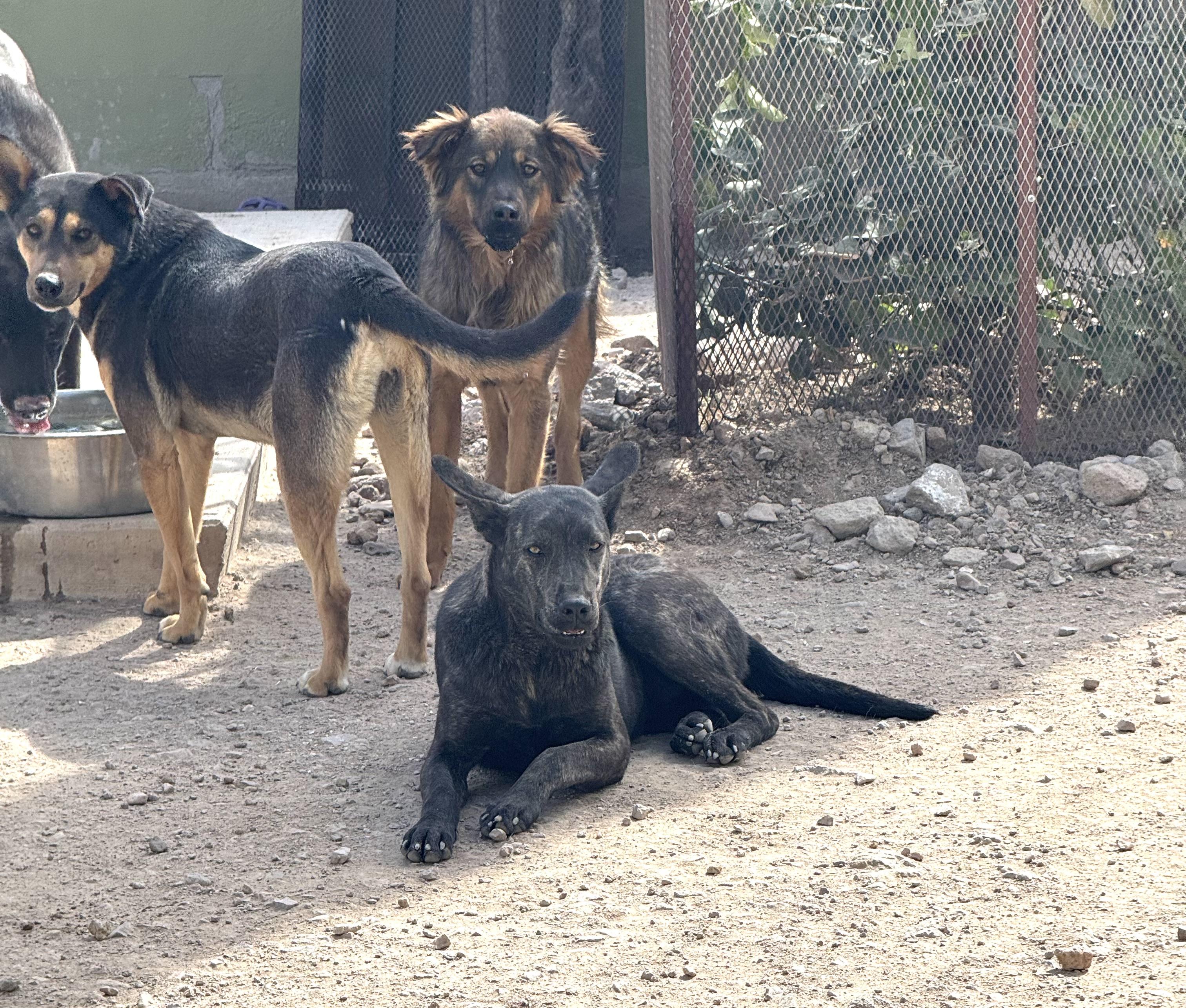 BETO, a Adoptable Plott Hound in Nogales, SON image 3/6