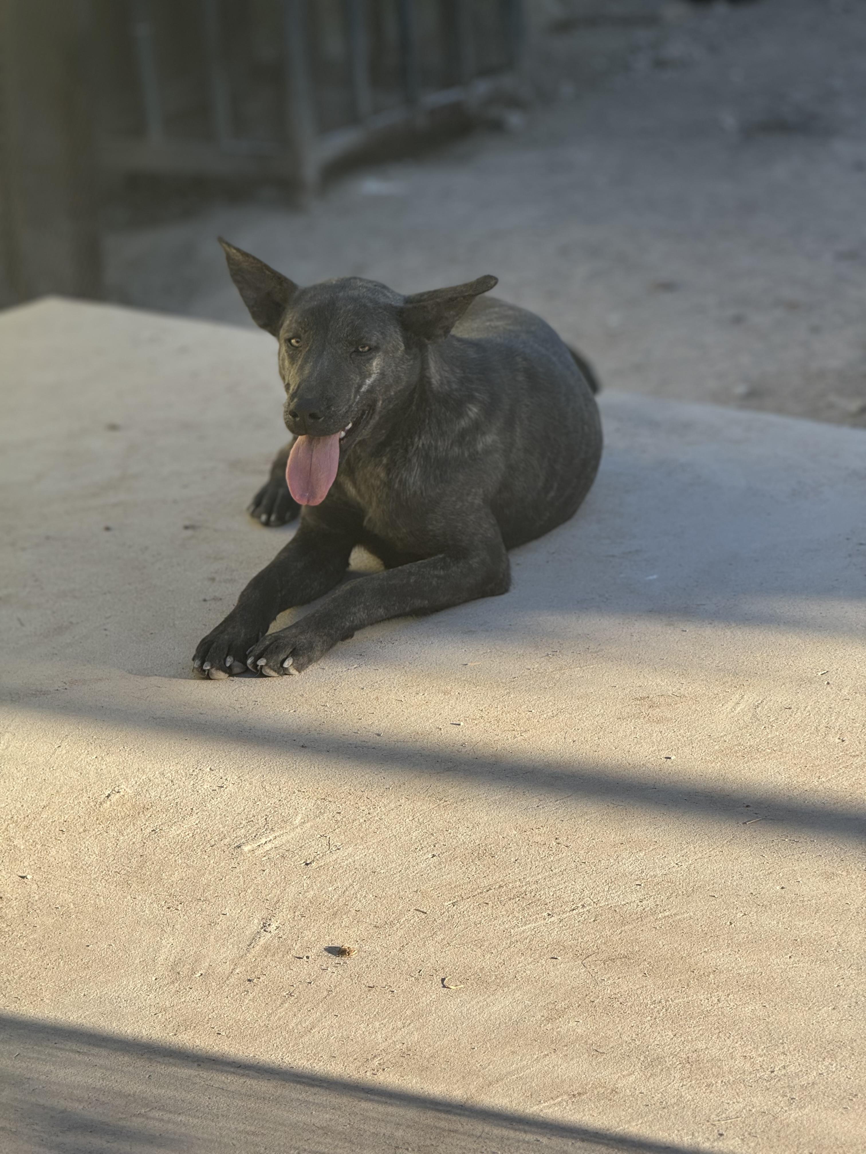 BETO, a Adoptable Plott Hound in Nogales, SON image 4/6
