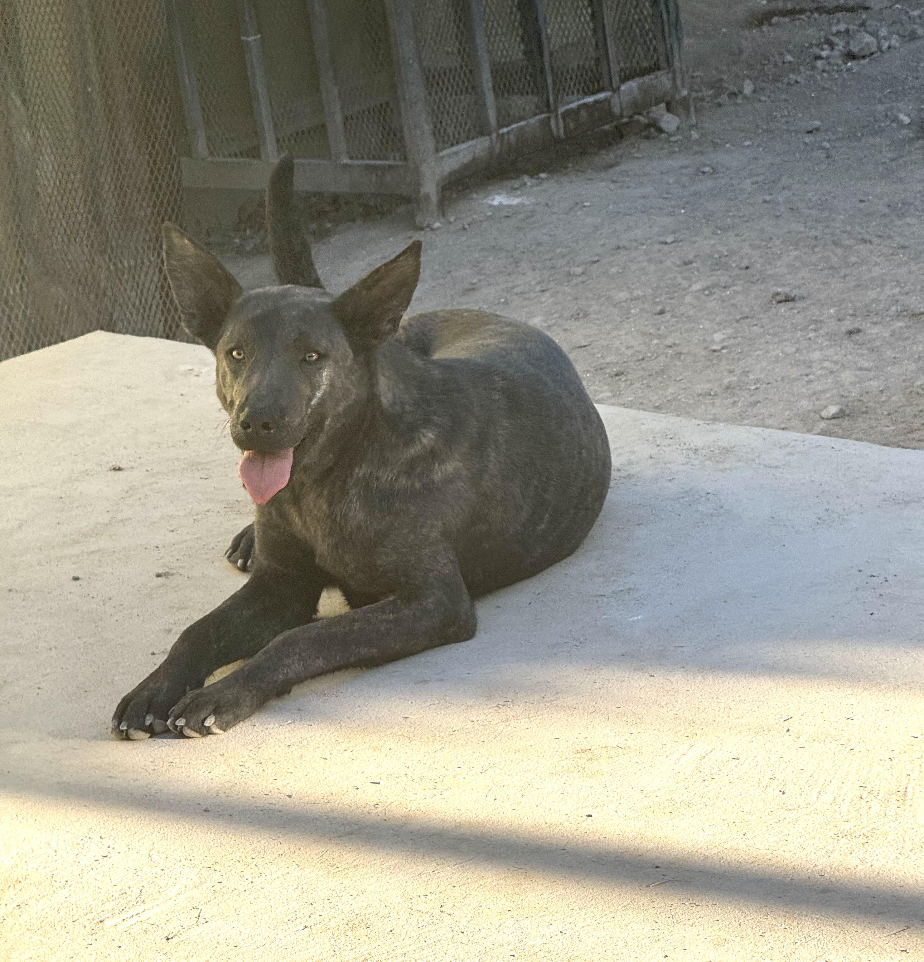 BETO, a Adoptable Plott Hound in Nogales, SON image 5/6