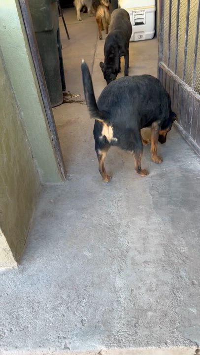 Enlarge BETO, a Adoptable Plott Hound in Nogales, SON video 6/6