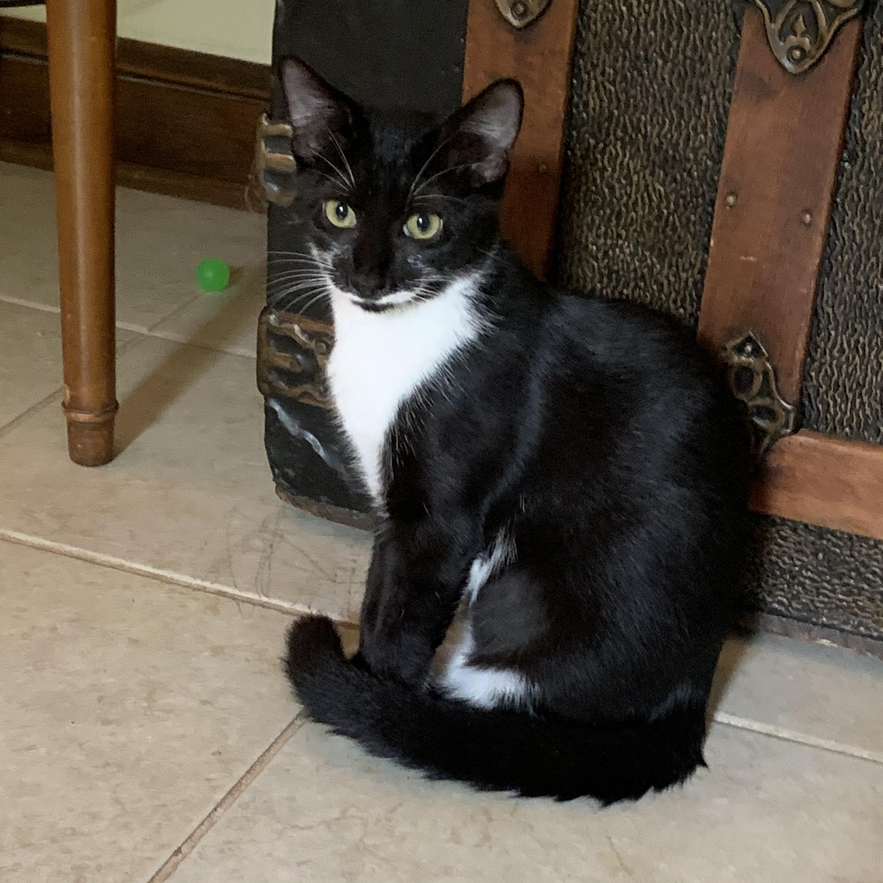 Moo, a Adoptable Tuxedo in Richmond, VA image 1/4