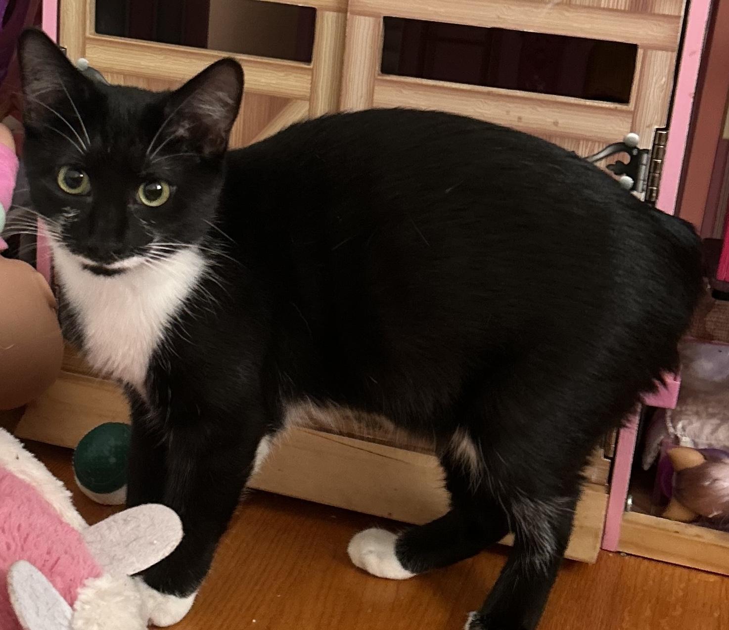 Moo, a Adoptable Tuxedo in Richmond, VA image 2/4