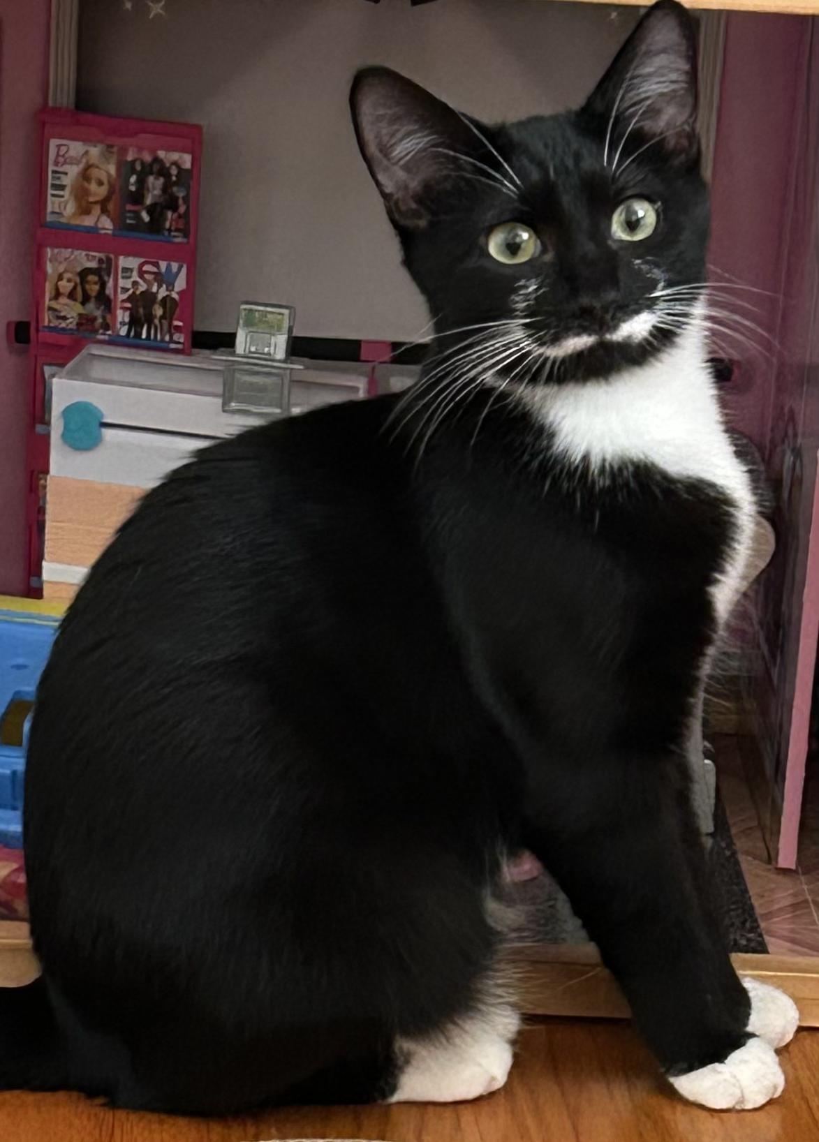 Moo, a Adoptable Tuxedo in Richmond, VA image 3/4