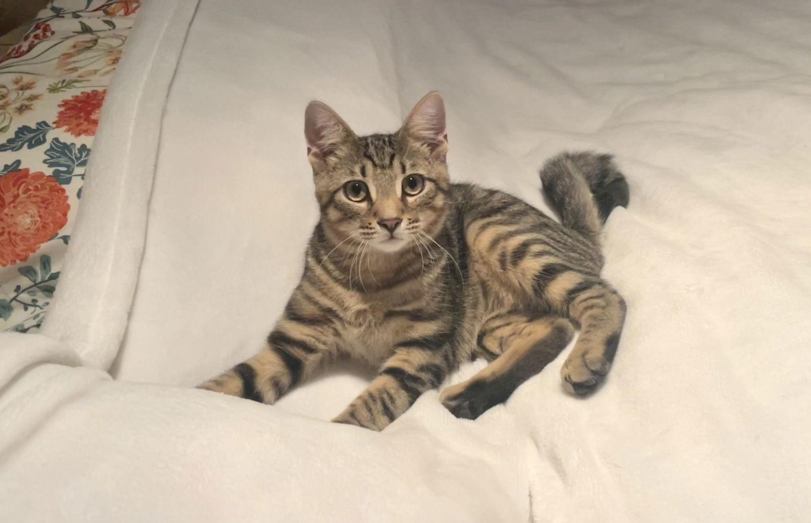 Dawson, a Adoptable Domestic Short Hair in Broomall, PA image 1/3