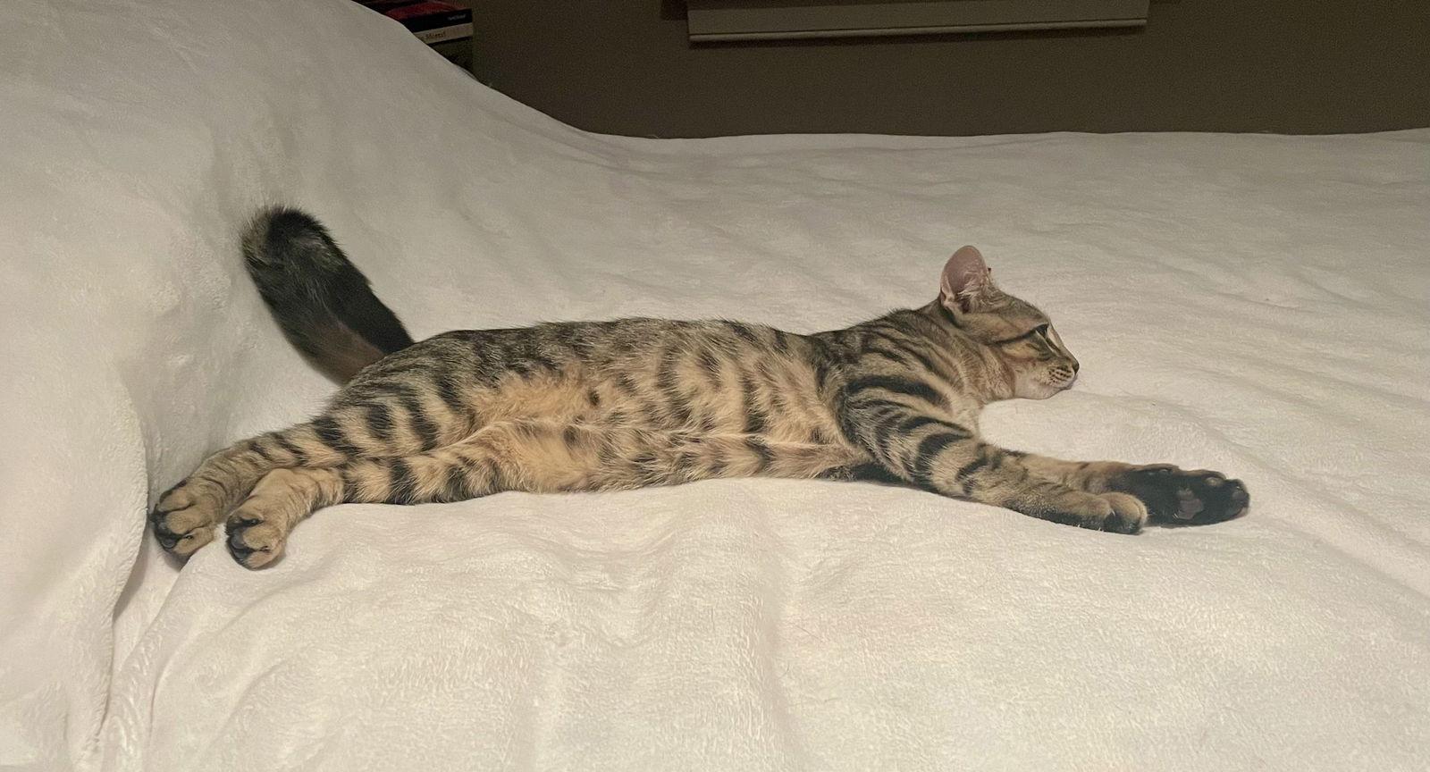 Dawson, a Adoptable Domestic Short Hair in Broomall, PA image 2/3