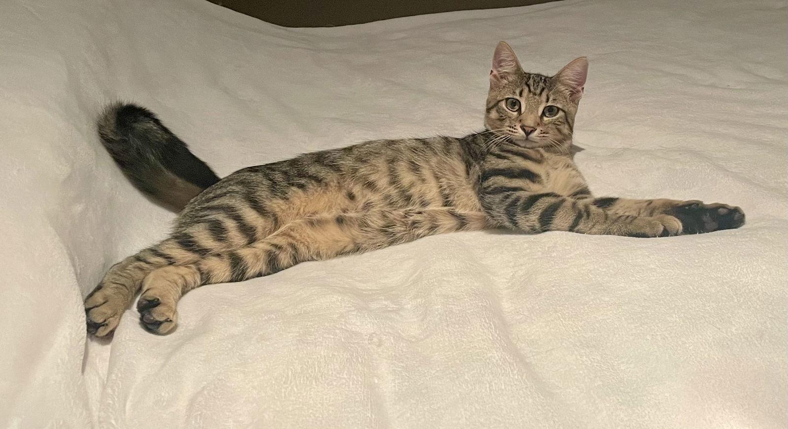 Dawson, a Adoptable Domestic Short Hair in Broomall, PA image 3/3