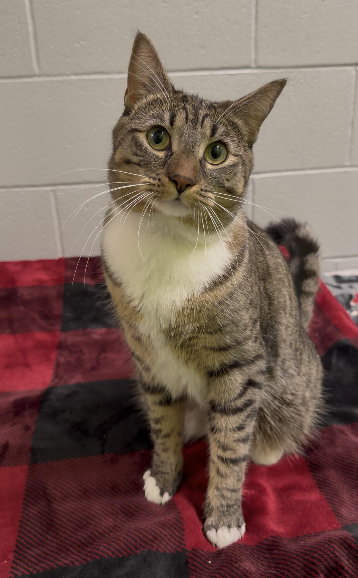 Enlarge Rue, a ADOPTABLE Domestic Short Hair in Delta, BC image 2/2
