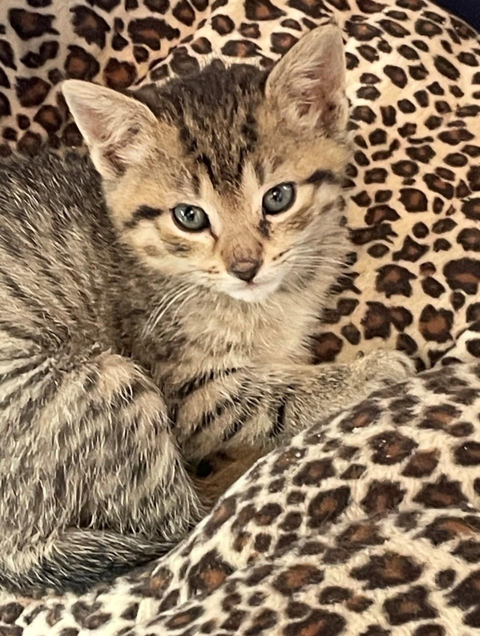 Enlarge Lyra, a Adoptable Domestic Short Hair in Hawthorne, NJ image 1/1