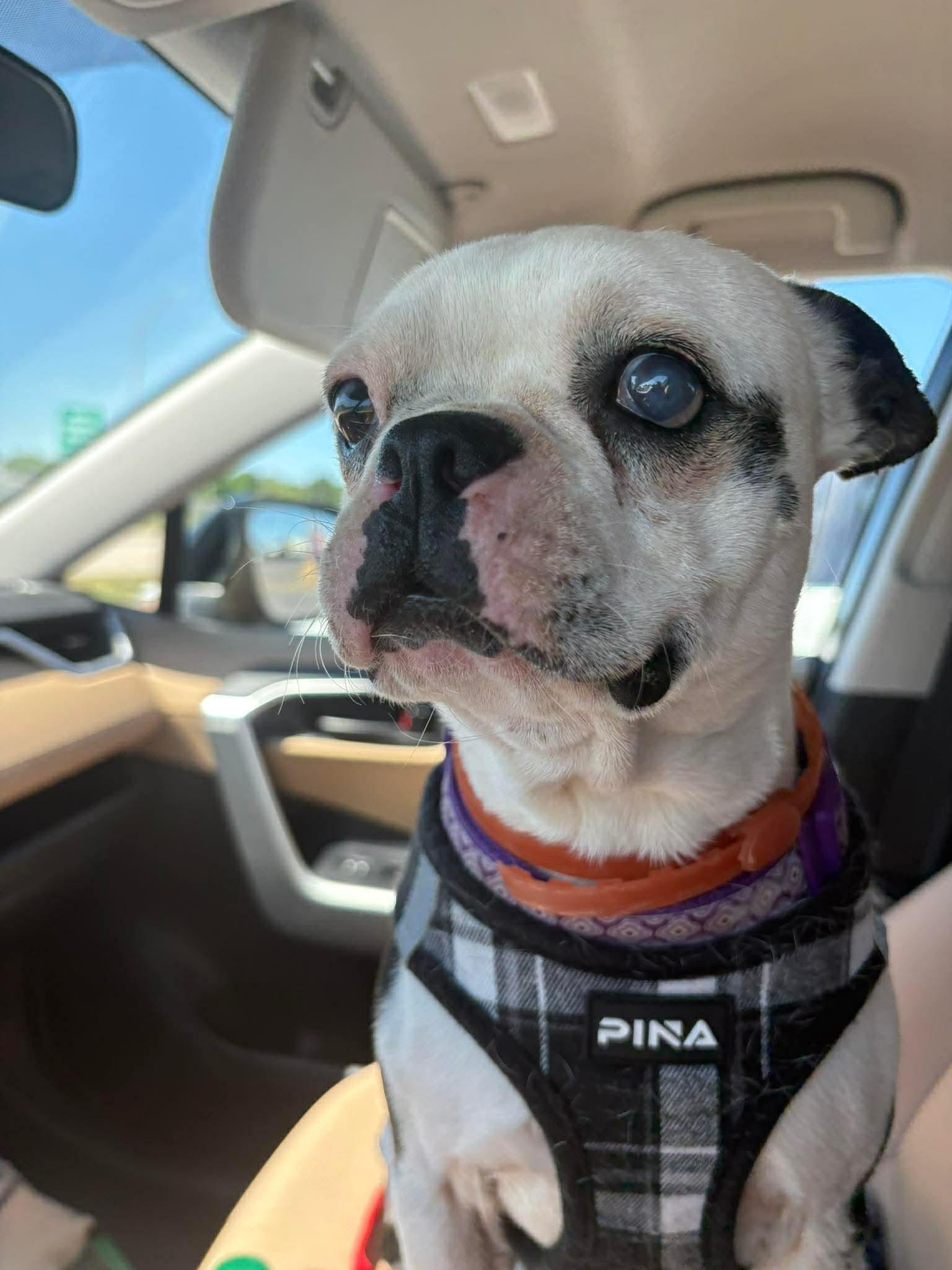 Gina, Adopted, Young Female Boston Terrier.