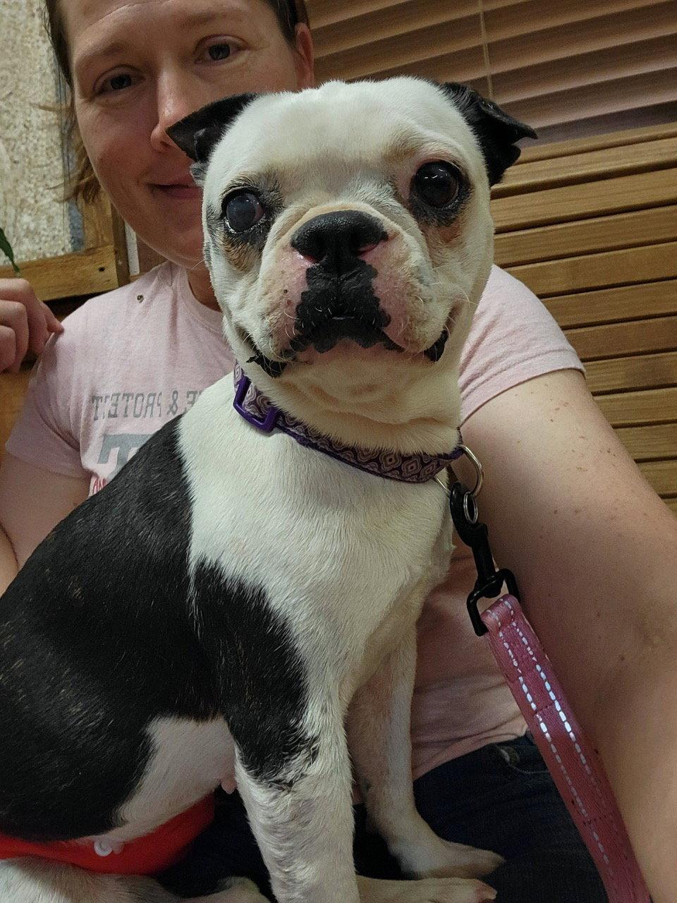 Gina, a Adopted Boston Terrier in Gainesville, TX image 2/3