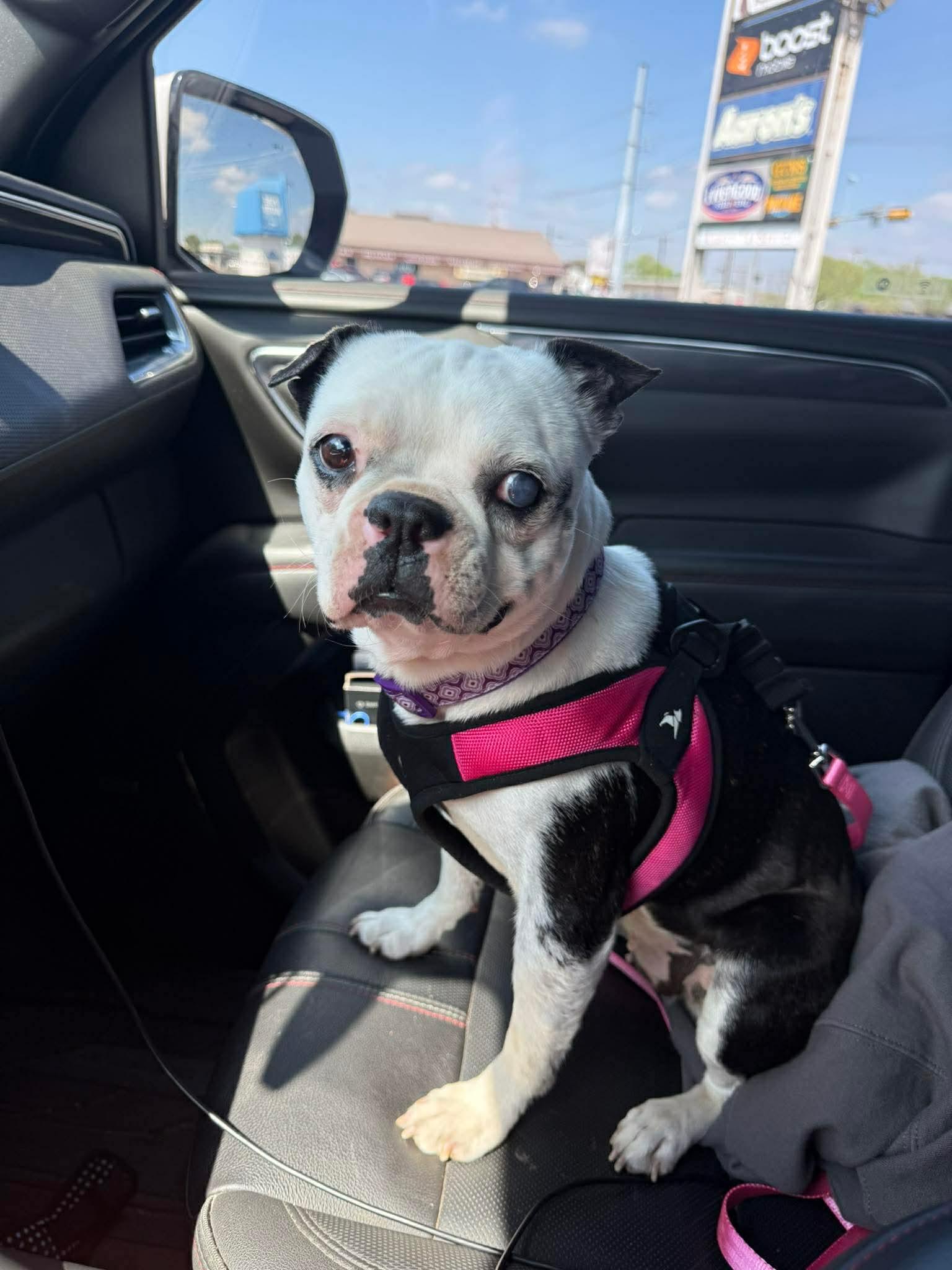 Gina, a Adopted Boston Terrier in Gainesville, TX image 3/3