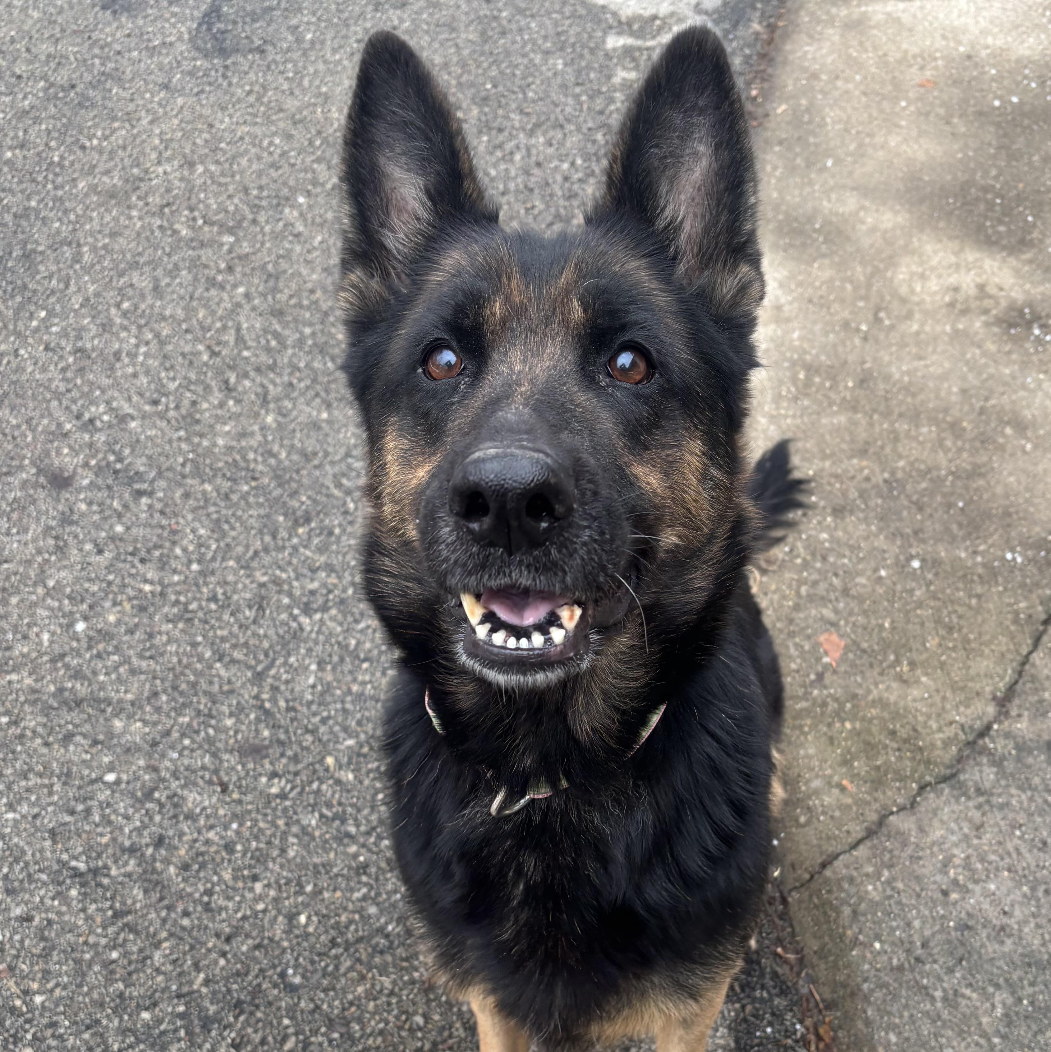 Shaylee, an adopted German Shepherd Dog in Waynesburg, PA image 5/7