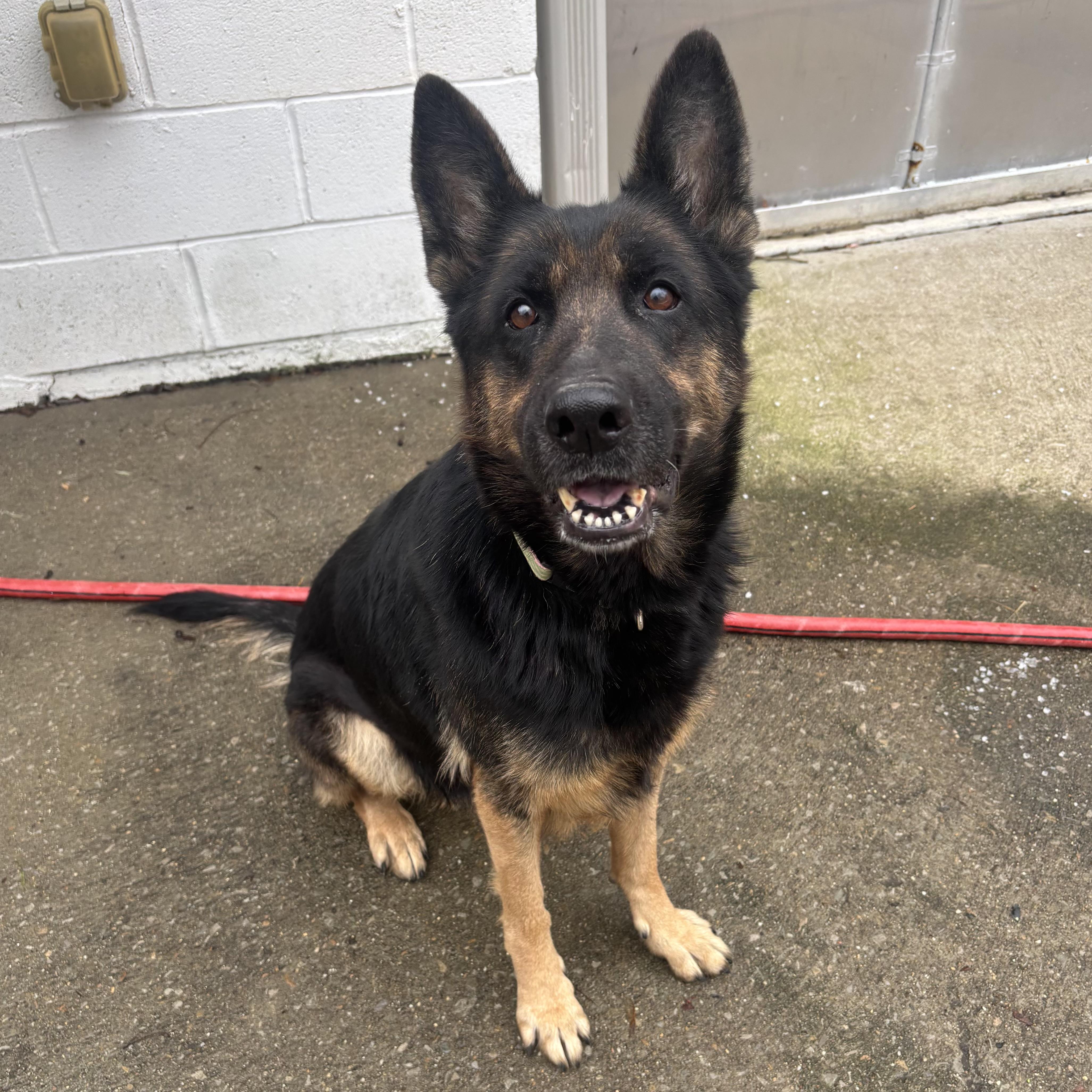 Shaylee, an adopted German Shepherd Dog in Waynesburg, PA image 1/7