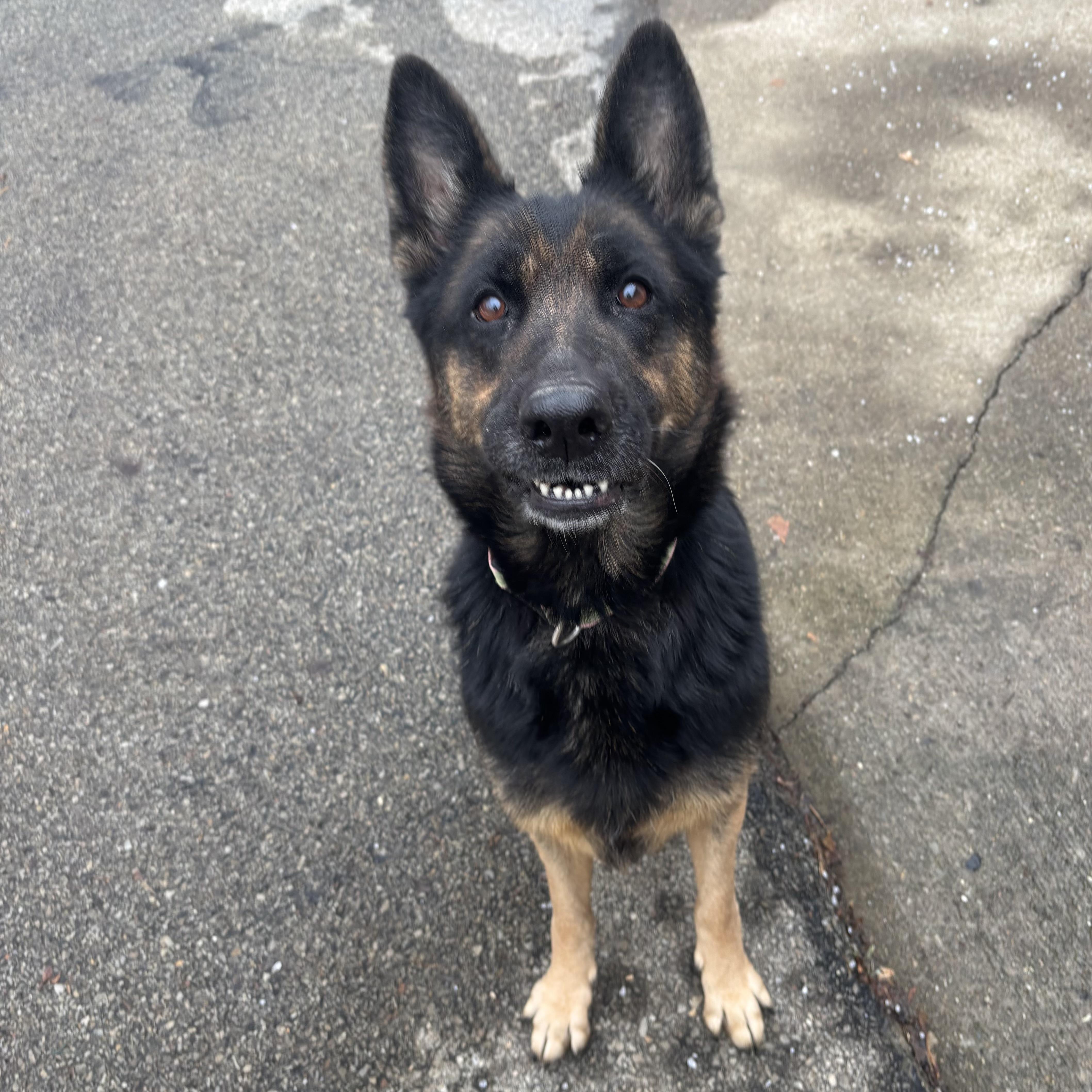 Enlarge Shaylee, an adopted German Shepherd Dog in Waynesburg, PA image 7/7