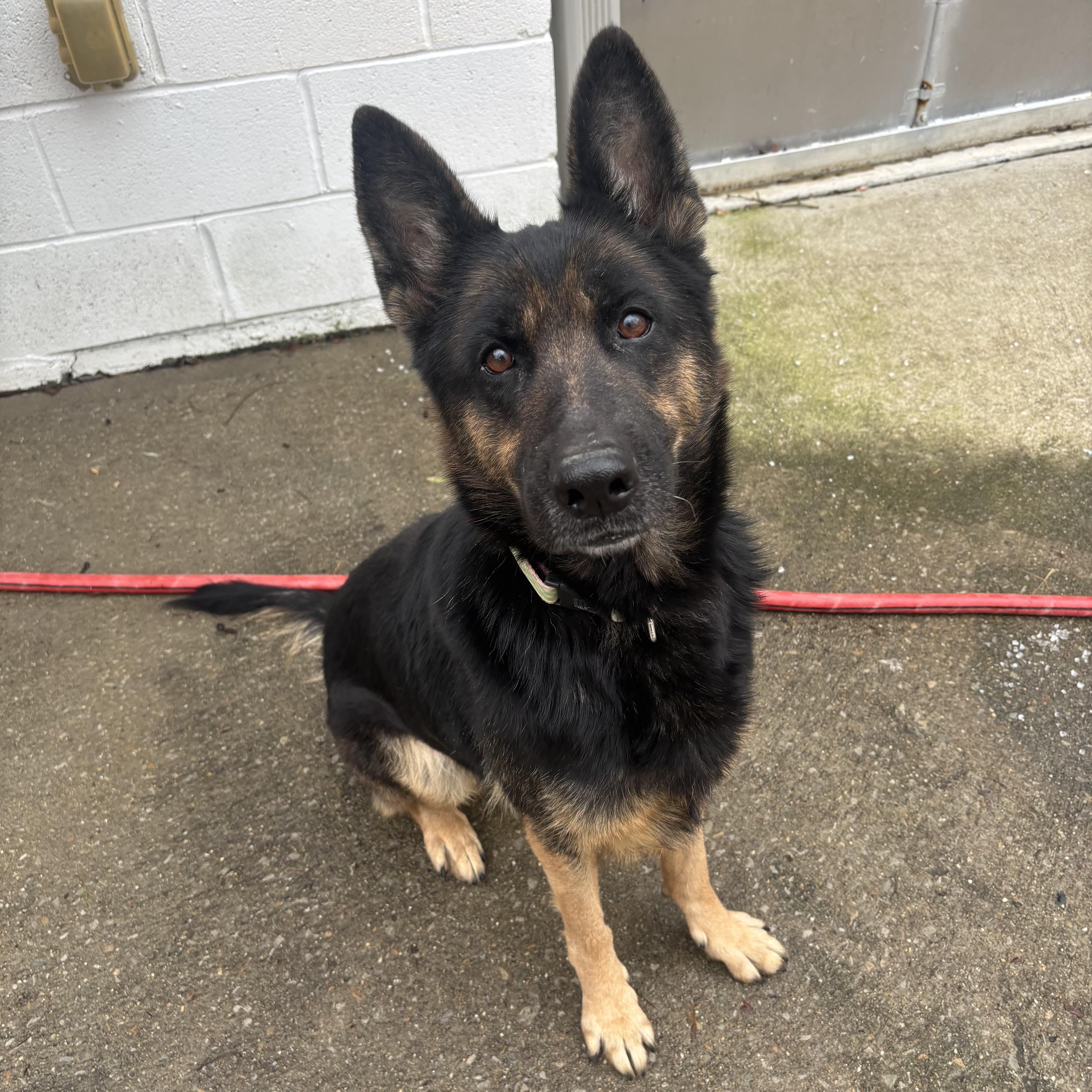 Shaylee, an adopted German Shepherd Dog in Waynesburg, PA image 4/7