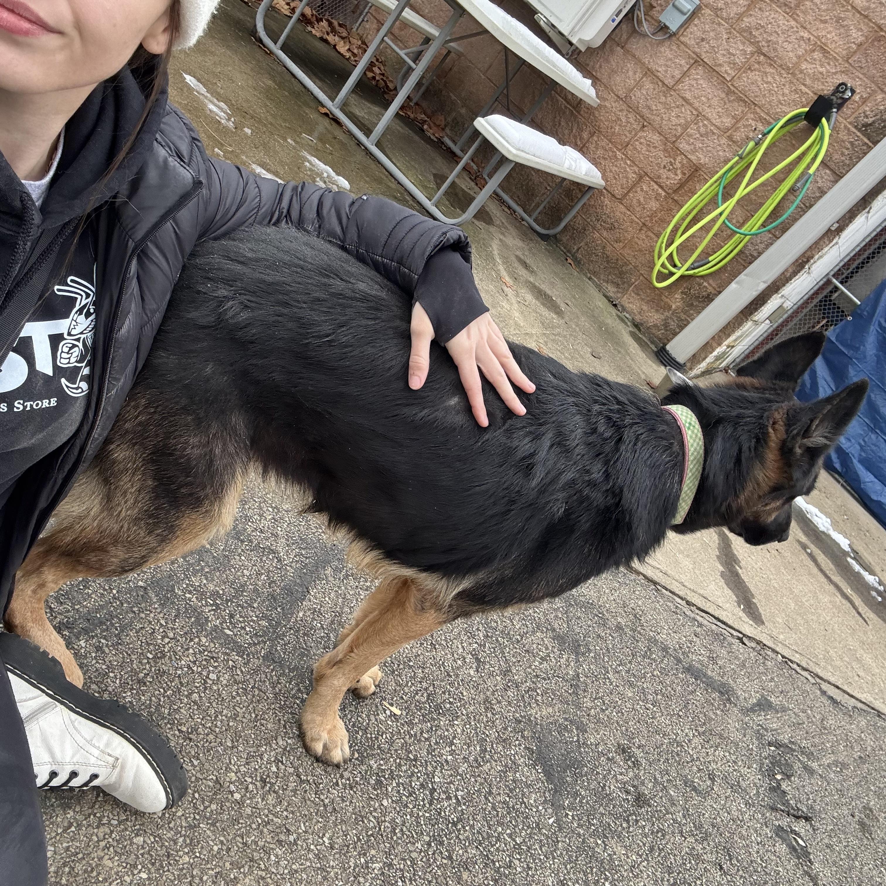 Shaylee, an adopted German Shepherd Dog in Waynesburg, PA image 6/7