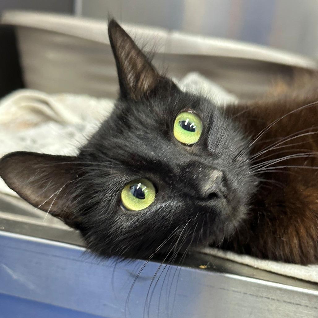 Ravioli, Adoptable, Adult Female Domestic Long Hair.