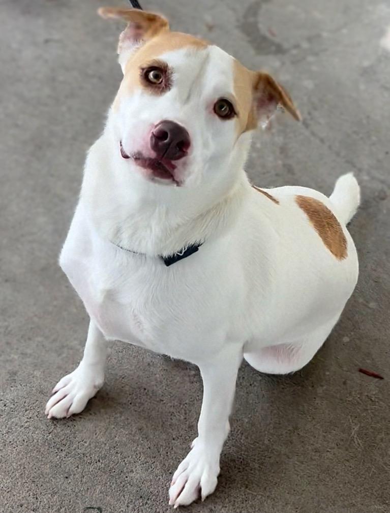 Enlarge MISS MA'AM, a Adoptable mixed breed in Rome, GA image 1/2