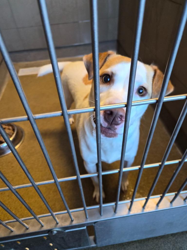 Enlarge MISS MA'AM, a Adoptable mixed breed in Rome, GA image 2/2