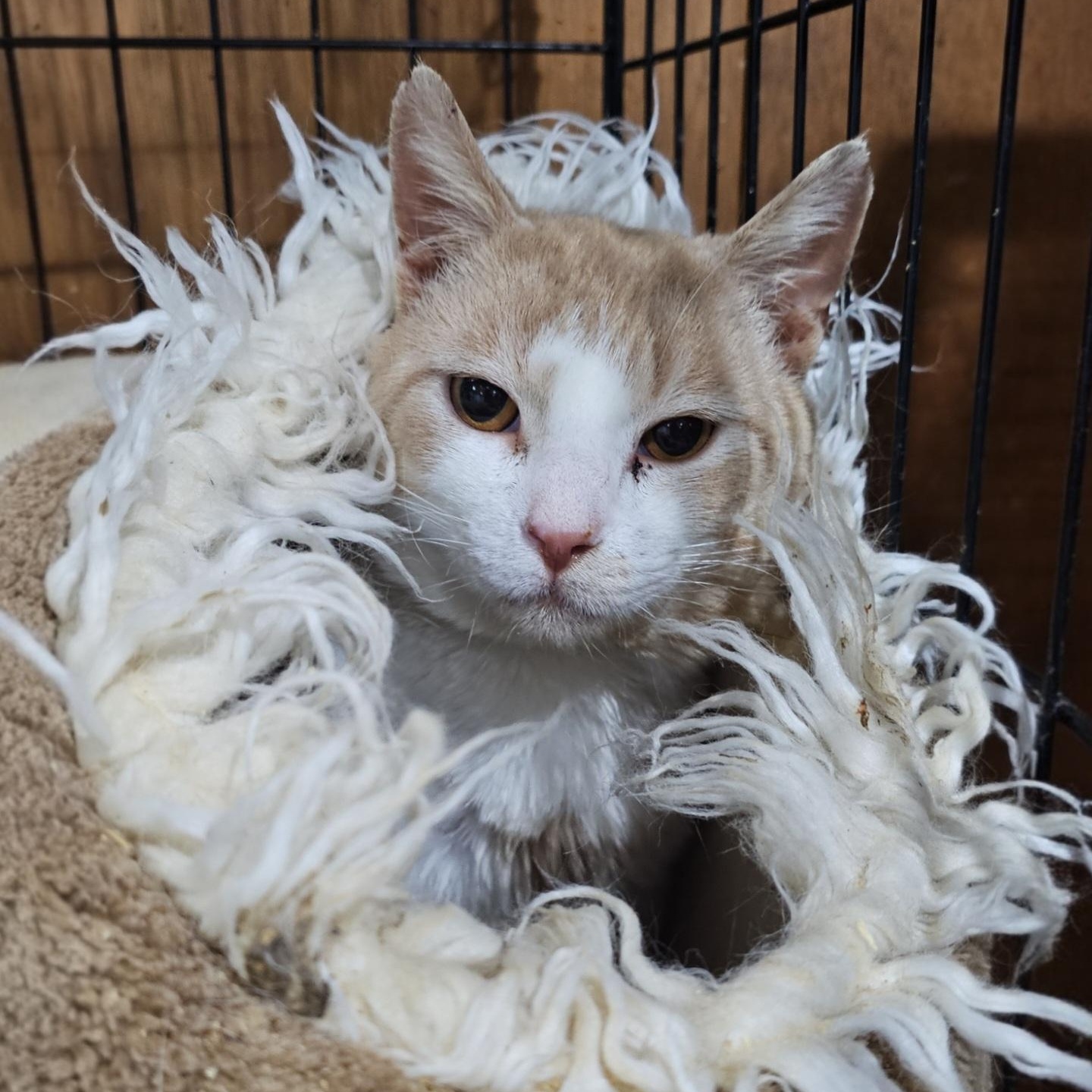 Elio, ADOPTABLE, Adult Male Domestic Short Hair.