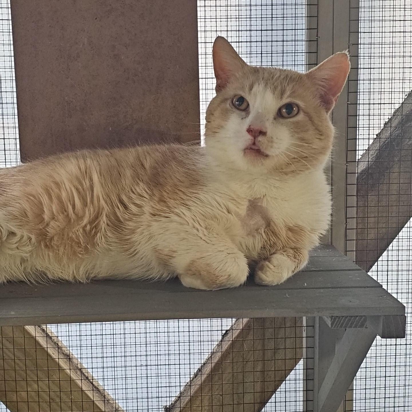 Elio, a ADOPTABLE Domestic Short Hair in Pardeeville, WI image 2/6