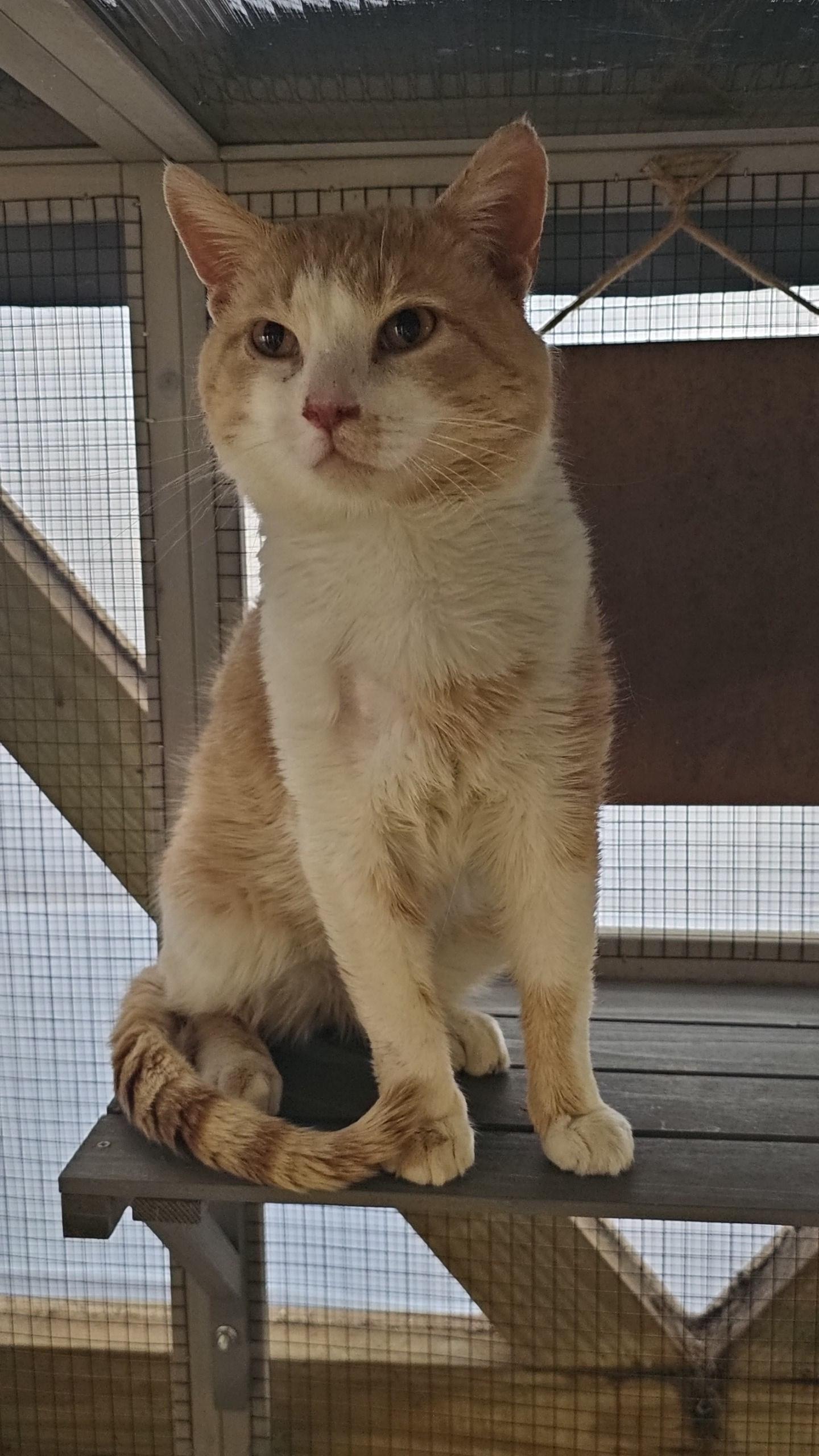 Elio, a ADOPTABLE Domestic Short Hair in Pardeeville, WI image 3/6