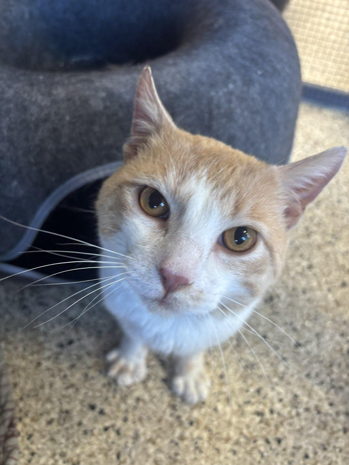 Elio, a ADOPTABLE Domestic Short Hair in Pardeeville, WI image 5/6