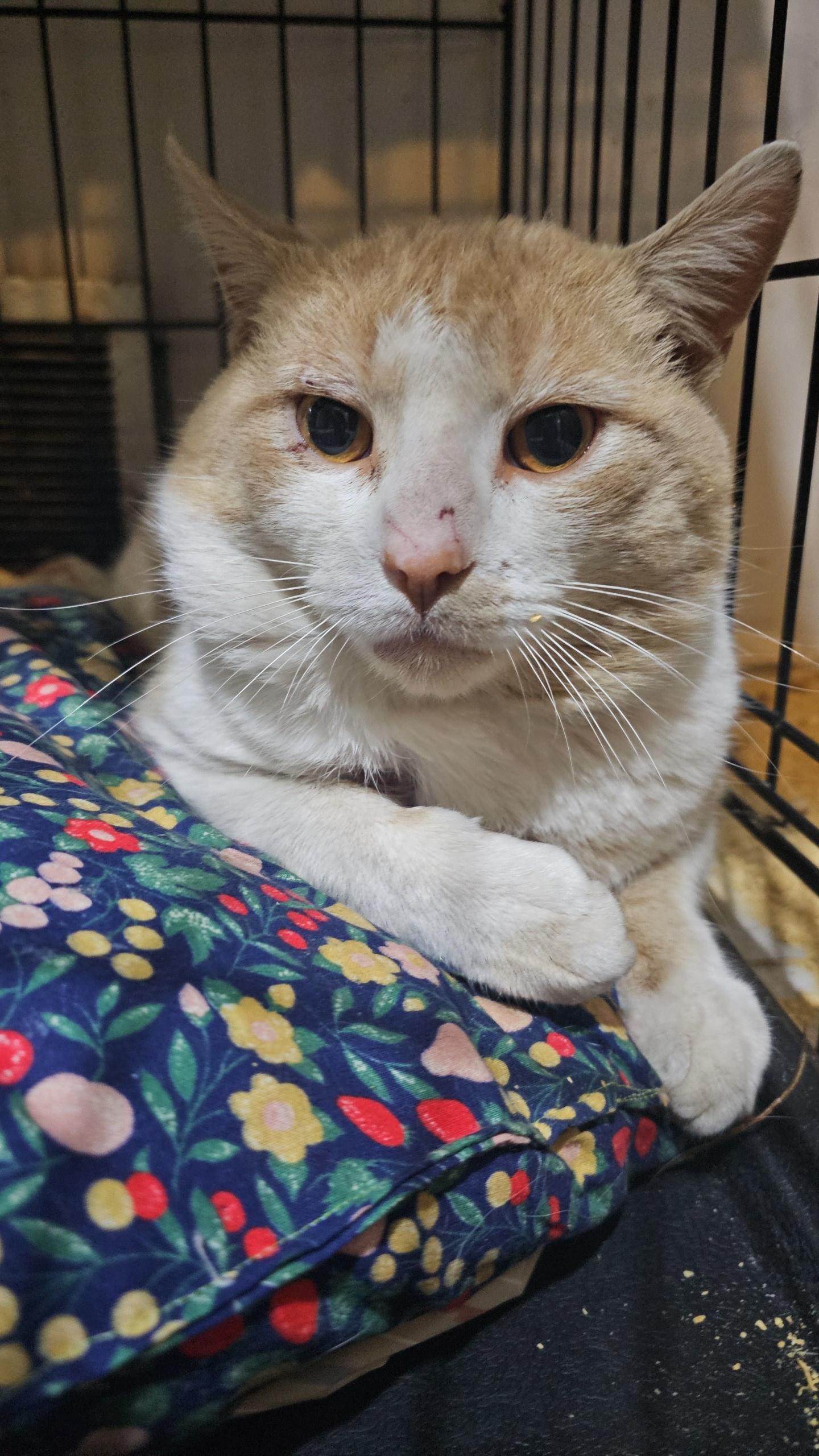 Elio, a ADOPTABLE Domestic Short Hair in Pardeeville, WI image 4/6