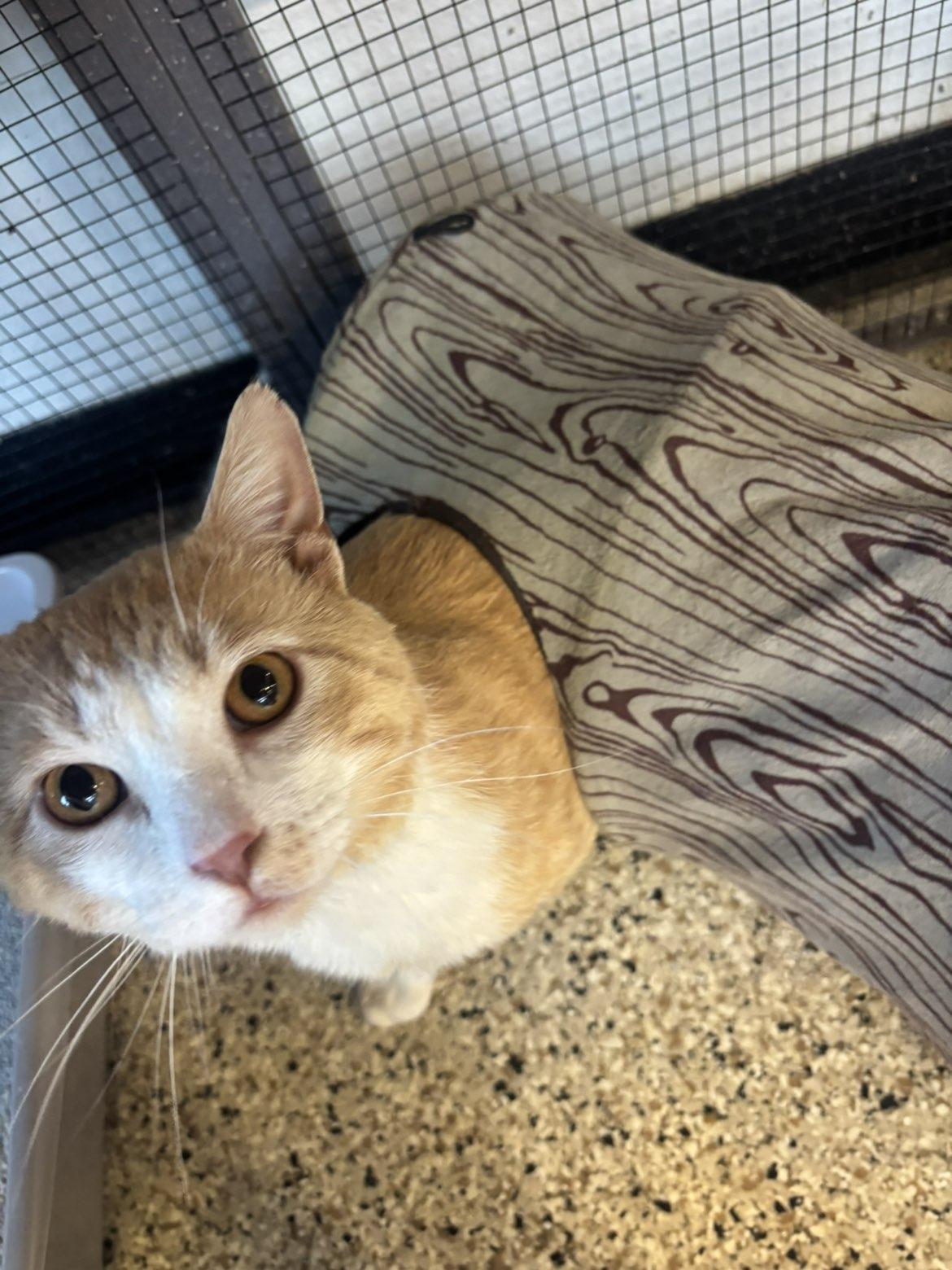 Elio, a ADOPTABLE Domestic Short Hair in Pardeeville, WI image 6/6