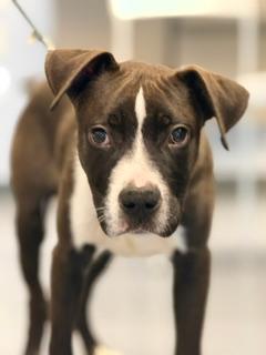 Cain, an adoptable American Bully in Winter Haven, FL image 3/3
